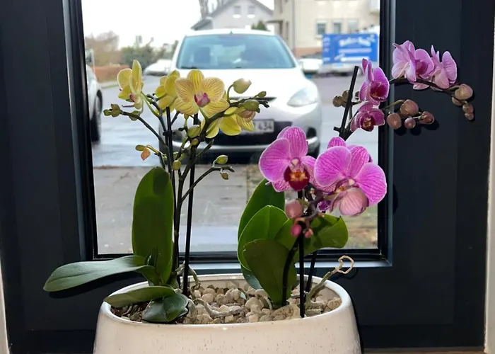 Lägenhet Paulinen Residenz